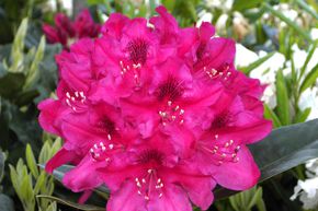 Hecken-Palette mit Rhododendron Hybride 'Nova Zembla'