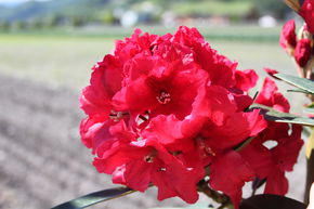 Rhododendron Hybride 'Rabatz' INKARHO
