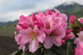 Rhododendron Hybride 'Scintillation' INKARHO