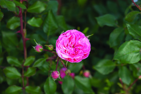 Rose 'Allure Winterjewel'