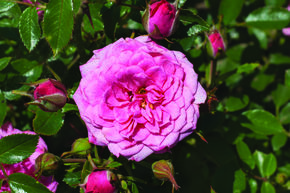 Rose 'Asteria Pixie'