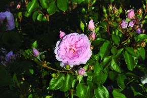 Rose 'Blush Winterjewel'