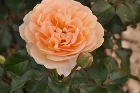 Rose 'Jordi Roca'