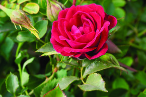 Rose 'Mauve Pixie'