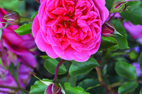 Rose 'Raspberry'