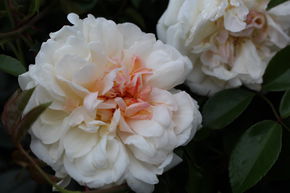 Rose 'Auguste Gervais' 