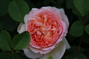 Rose 'Bathsheba' 
