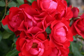 Rose Black Forest Rose