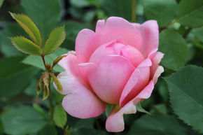 Rose 'Boscobel'