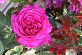 Rose 'Chartreuse de Parme'