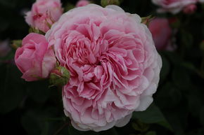 Rose 'Eustacia Vye'