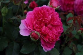 Rose 'Gabriel Oak' 