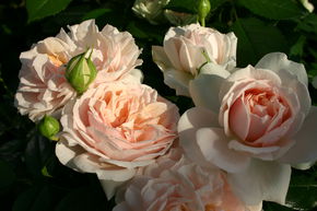 Rose 'Garden of Roses'