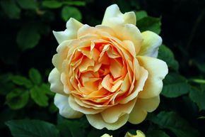Rose 'Golden Celebration'