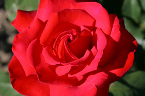 Rose Grande Amore