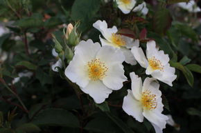 Rose 'Kew Gardens' 