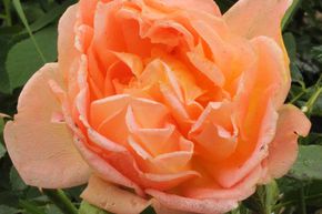 Rose Lady of Shalott
