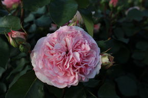 Rose 'Mariatheresia' 