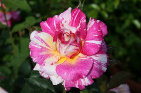 Rose Maurice Utrillo