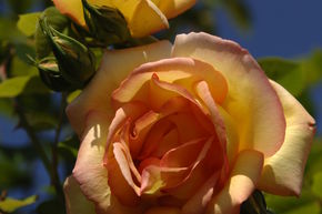 Rose 'Parure d'Or'