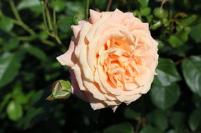 Rose 'Peach Melba'