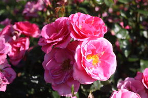 Rose Roseasy Aramis 