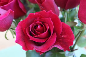 Rose 'Roter Duft 97' 