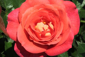 Rose Sommersonne
