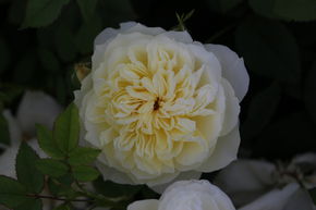 Rose 'The Country Parson'