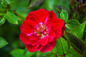 Rose 'Fiery Pixie'