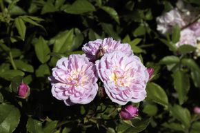Rose Roseasy Pompadour
