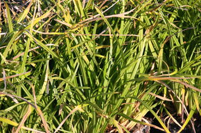 Carex foliosissima 'Irish Green'
