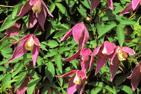 Clematis, Waldrebe 'Ruby'