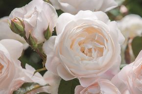 Englische Rose 'Desdemona'