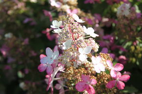 Hortensie, Rispenhortensie Midi-Hydrangeasy 'Pink Starlets'