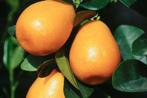 Kumquat 'Obovata'