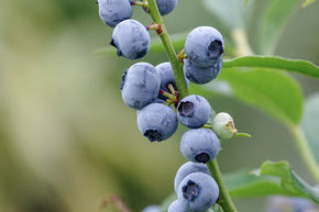 Heidelbeerstrauch Luberissima Lowberry 'Little Blue Wonder' 