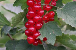 Lowberry Rote Johannisbeere 'Ribiseli Rotelli'