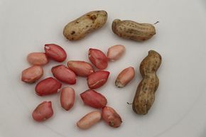 Erdnusspflanze (Not) Just Peanuts Justpink 