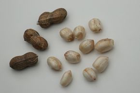 Erdnusspflanze (Not) Just Peanuts Justwhite