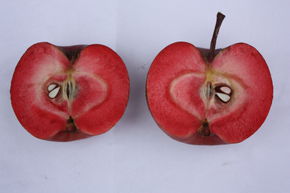 Apfelbaum Redlove Calypso Hochstamm/Halbstamm