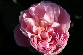Rose 'Dame de Chenonceau'