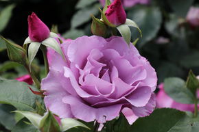 Rose Dioressence