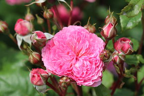 Rose 'Theo Clevers'