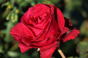 Rose 'Rose de 4 Vents'
