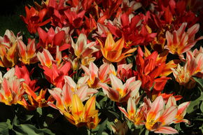 Tulpen-Mischung 'Fun Colors'