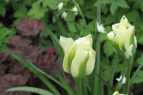 Viridiflora Tulpe, Grne Tulpe 'Spring Green'