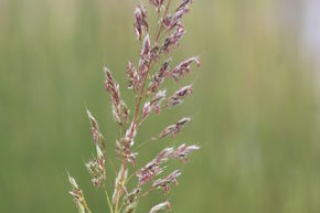 Spodiopogon sibiricus 'West Lake'