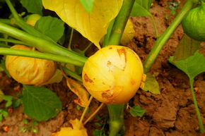 Tomatillo (Physalis ixocarpa) 'Aurora' (Saatgut) BIO