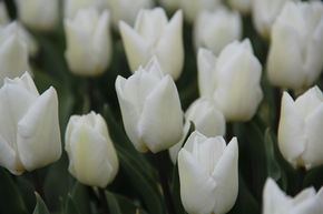 Einfache frhe Tulpe 'White Prince'